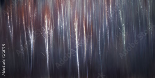 Abstract trees with motion blur; Alberta, Canada