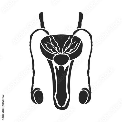 Male reproductive system icon in black style isolated on white background. Organs symbol stock vector illustration.