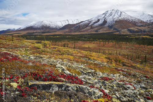 The landscape along the Dempster Highway is alive with autumn colours; Yukon, Canada