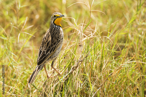 Yellow-throated Longclaw (Macronyx croceus) perched in grass, Amboseli National Park; Kenya photo