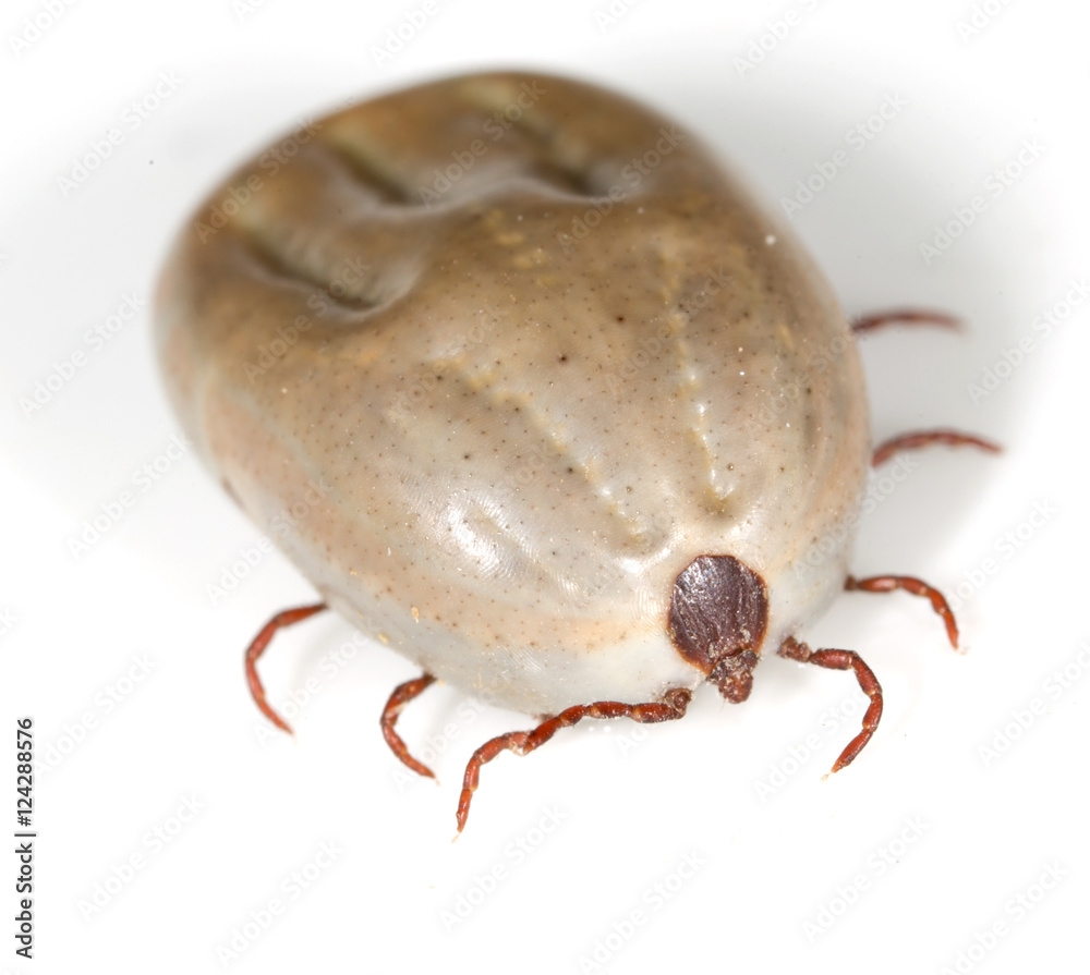 beetle mite on a white background beetle mite on a white background