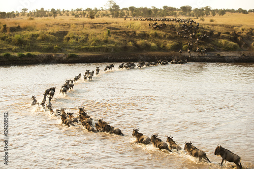 Herd of Wildebeest crossing Mara River, Tanzania photo