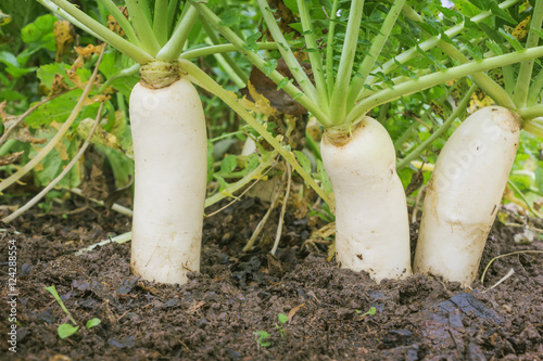 Daikon radish in the garden