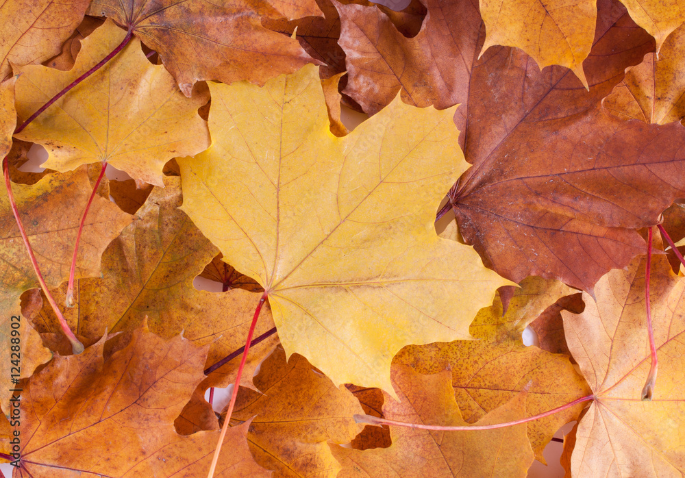 Red and Orange Autumn Leaves 