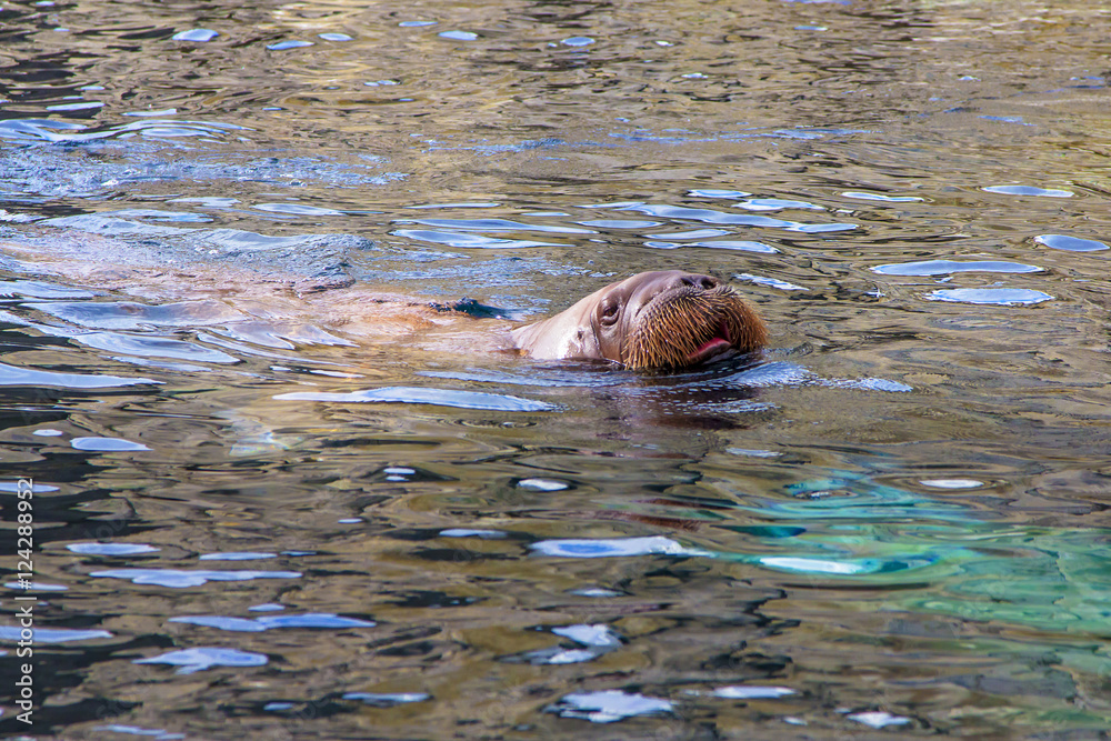 Fototapeta premium Seerobbe Seelöwe