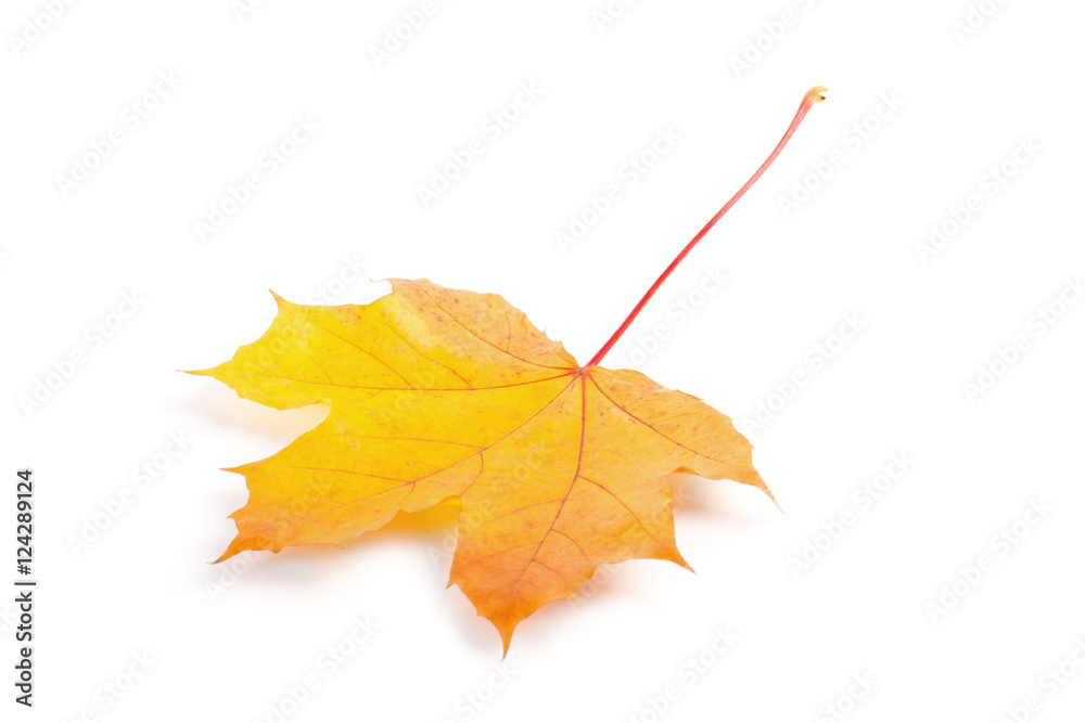 Yellow autumn leaf isolated 