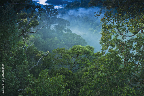 Treetops of jungle at Ulu Temburong National Park, Brunei photo