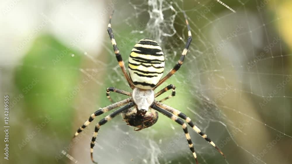 Macro shot of spider eating prey in web Horror scary halloween Close up massive insect nature wild life