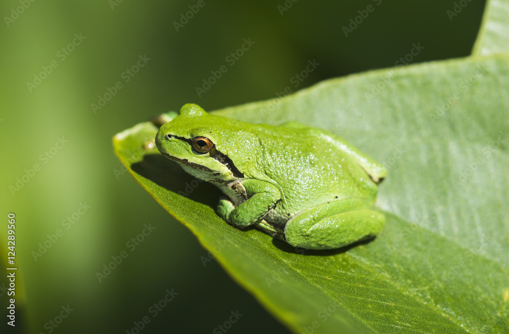 A Pacific Tree Frog (Pseudacris regilla) rests on a Wapato Leaf; Astoria, Oregon, United States of America A Pacific Tree Frog (Pseudacris regilla) rests on a Wapato Leaf; Astoria, Oregon, United States of America