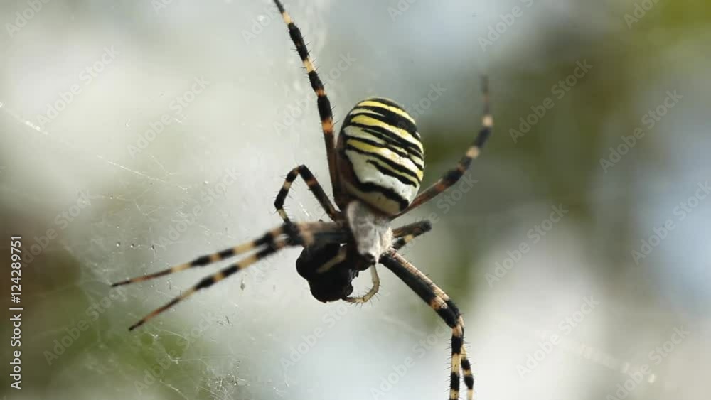 Macro shot of spider eating prey in web Horror scary halloween Close up massive insect nature wild life Macro shot of spider eating prey in web Horror scary halloween Close up massive insect nature wild life