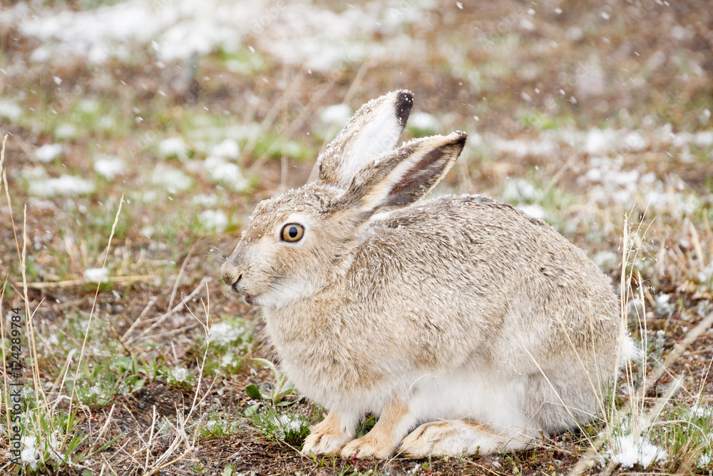 Fototapeta premium Snow Bunny