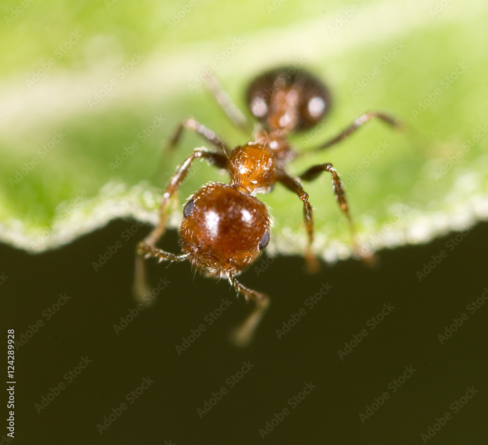 ant in nature. macro