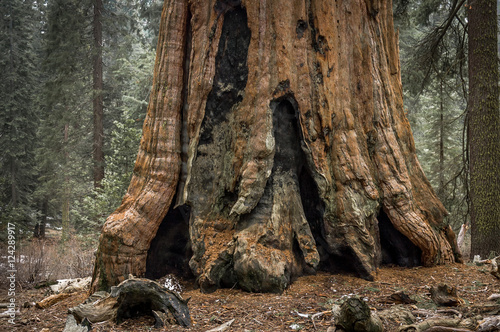 Giant sequoia tree trunk