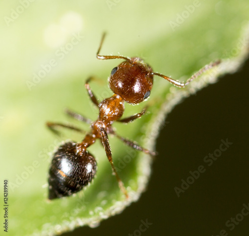 ant in nature. macro © schankz