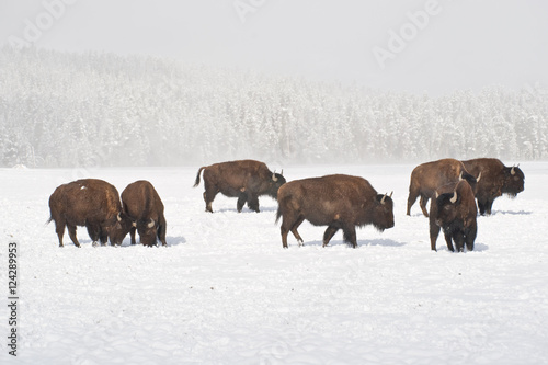 Winter Buffalo Herd