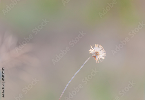 Lonely grass plume with rim light on strongly blur background