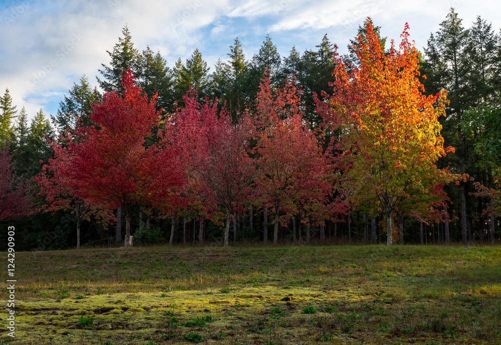 Trees On Fire Trees On Fire