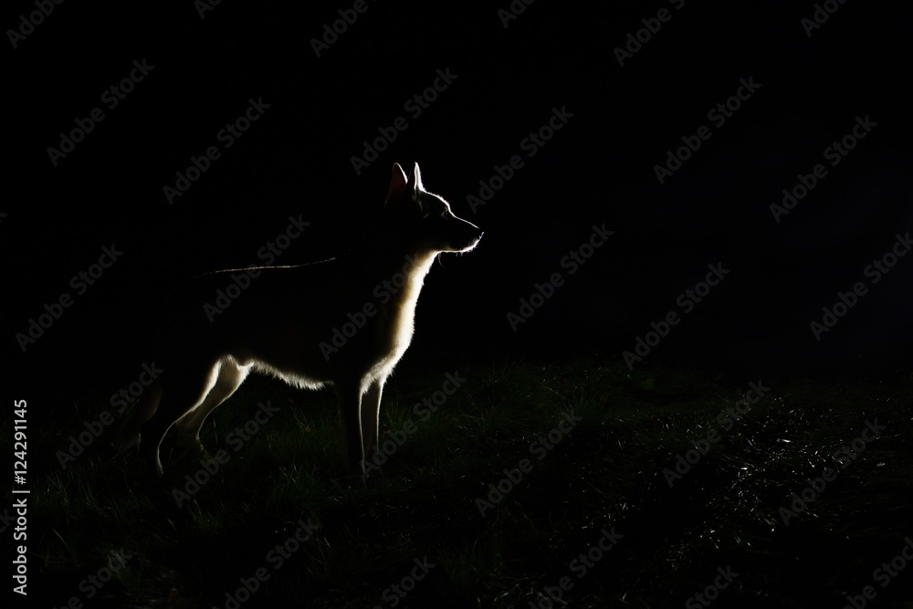 custom made wallpaper toronto digitalWhite Swiss shepherd dog silhouette at night