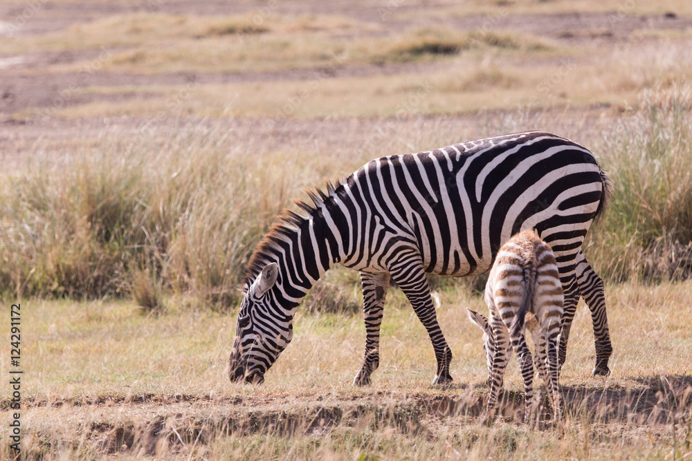 Zebra and son in the savannah in Masai Mara Kenya Zebra and son in the savannah in Masai Mara Kenya
