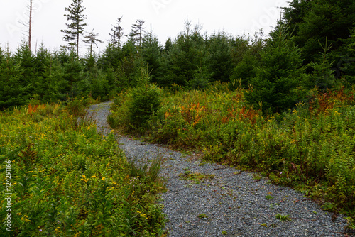 Walking trail in northern forest