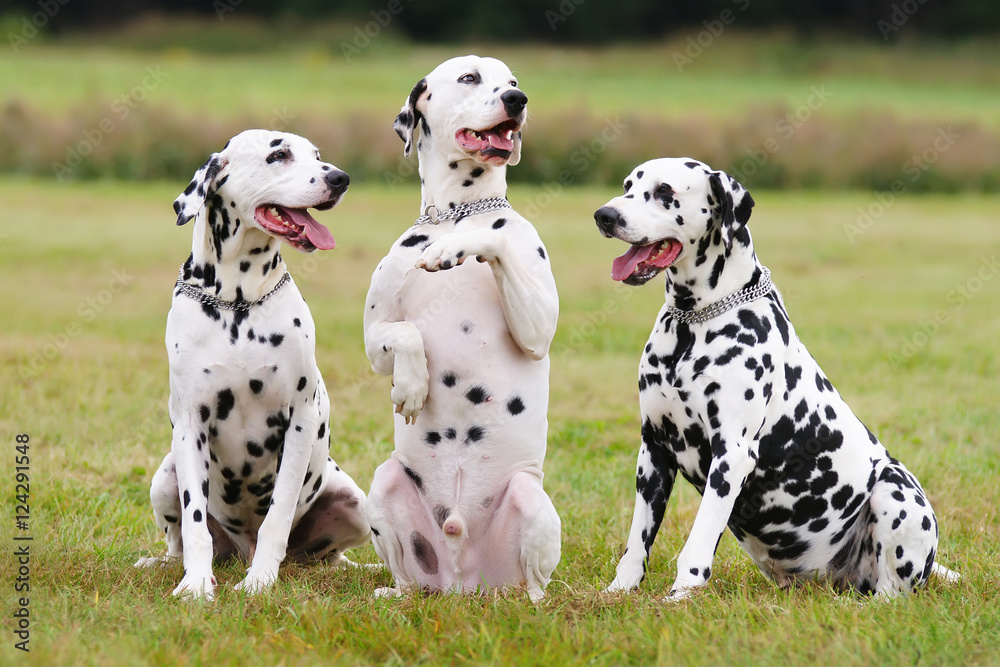 Three obedient Dalmatian dogs sitting outdoors on a green grass Three obedient Dalmatian dogs sitting outdoors on a green grass