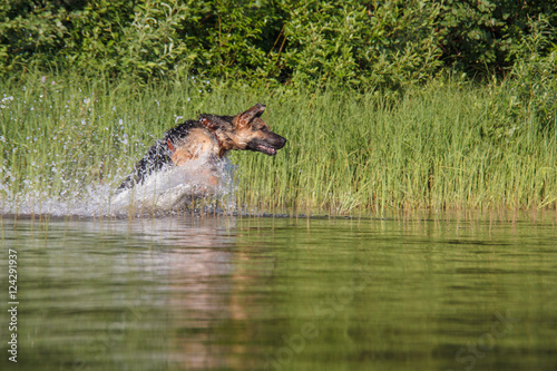 Овчарка прыгает по воде © vasilaleksandrov