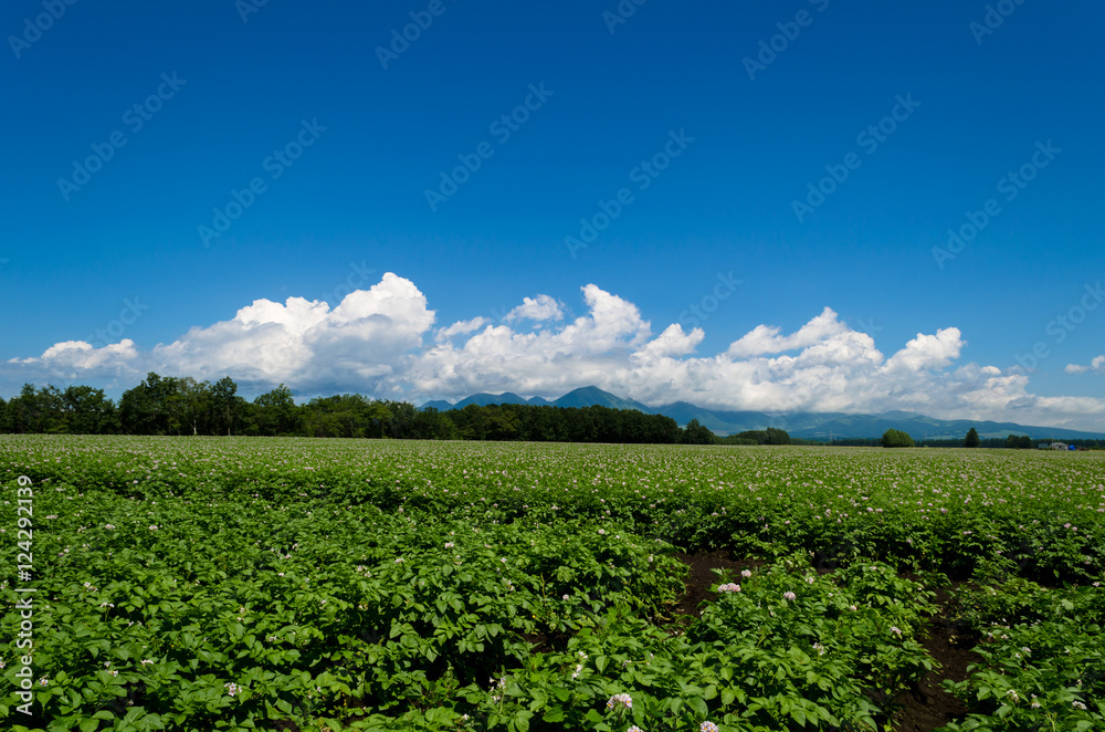 Fototapeta premium 十勝の畑