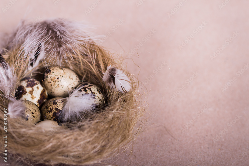 Three quail eggs which covering of feather closeup Three quail eggs which covering of feather closeup