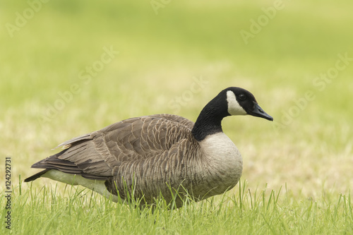 Canadian goose in a meadow