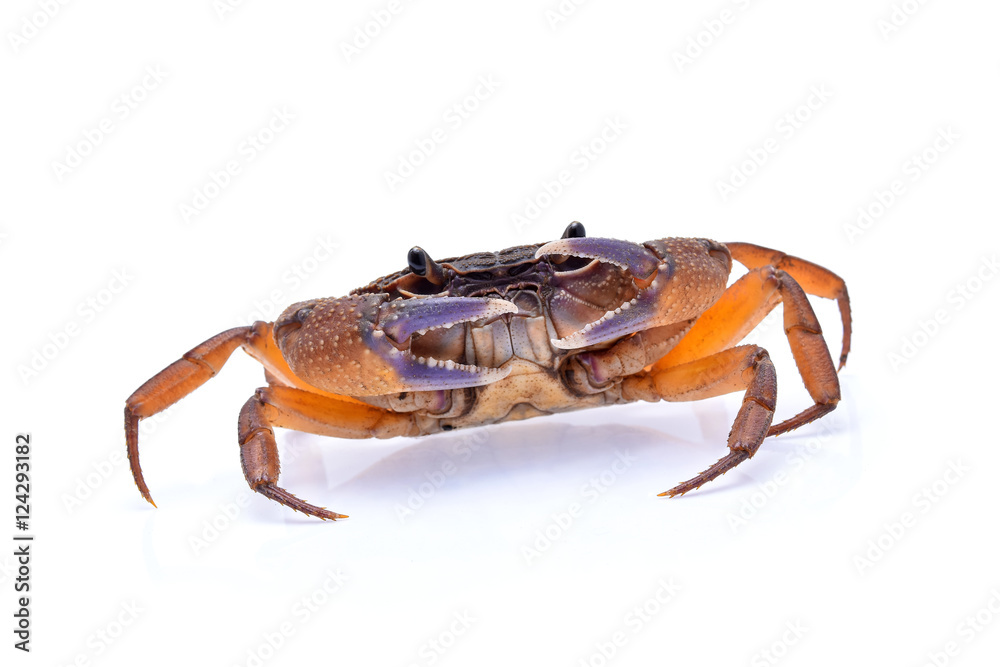 Freshwater crabs isolated on white background