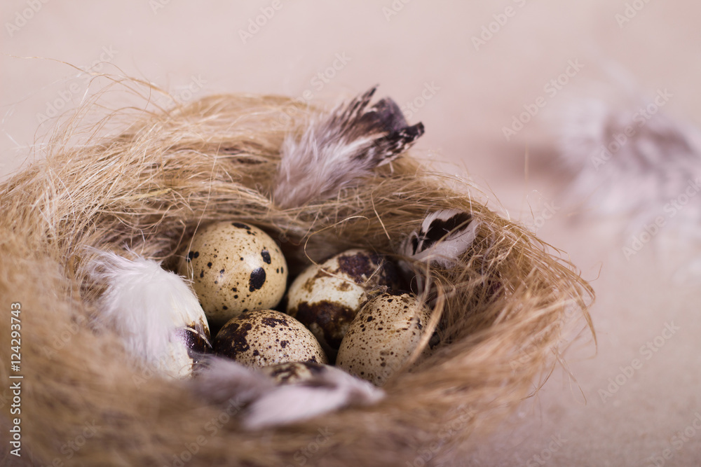 Three quail eggs which covering of feather closeup Three quail eggs which covering of feather closeup