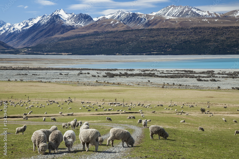 Obraz premium Sheep farm