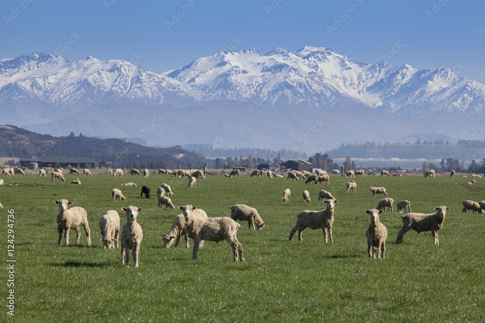 Sheep farm