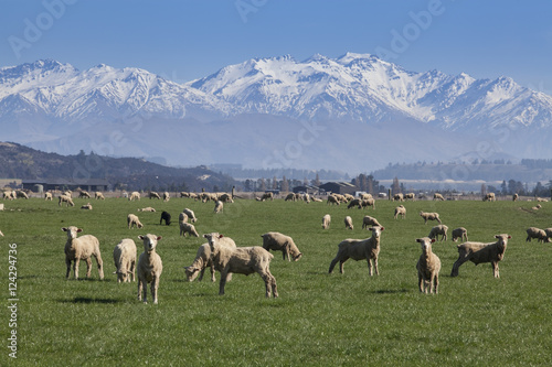 Sheep farm © nopparatk