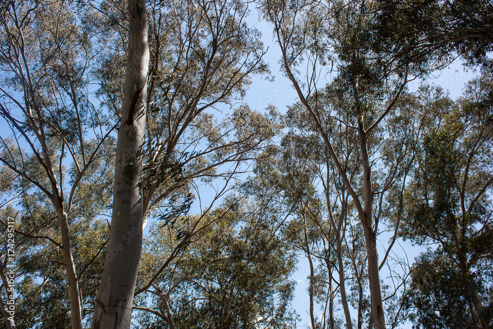 Fototapeta premium Eucaliptus trees