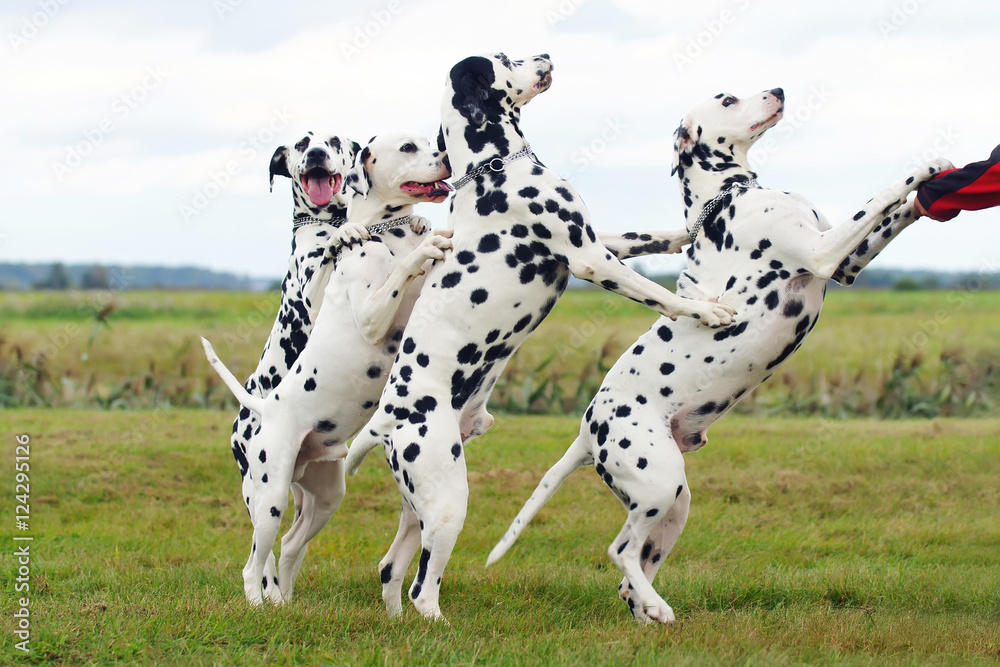 Group of four obedient circus Dalmatian dogs staying on their back legs outdoors on a green grass