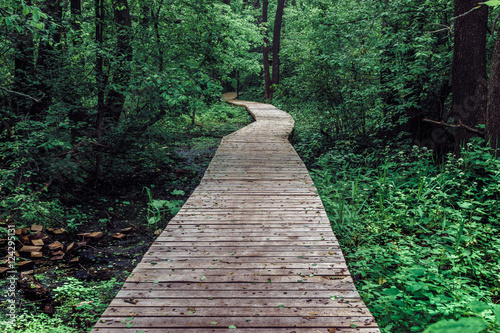 Wooden pathway among deciduous forest