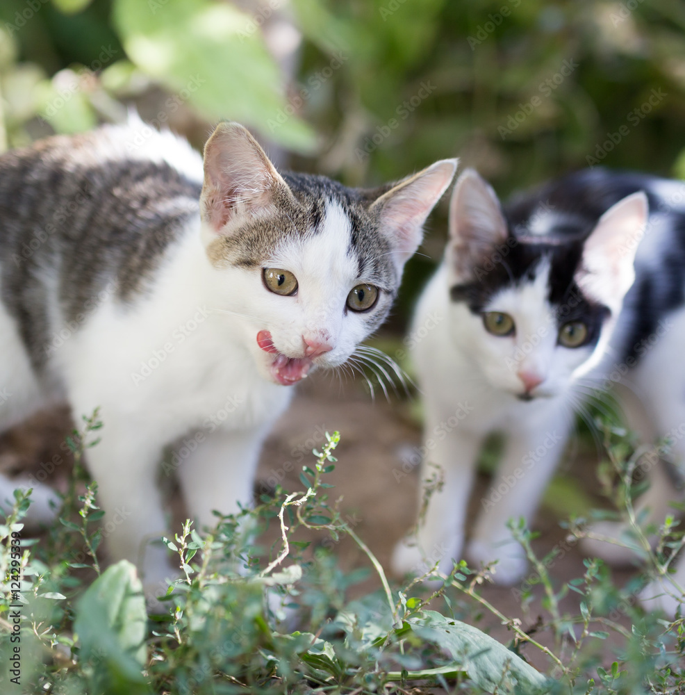 Fototapeta premium Beautiful kitten on nature