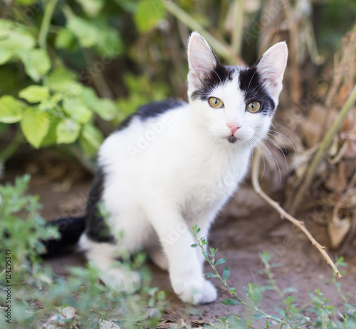 Beautiful kitten on nature