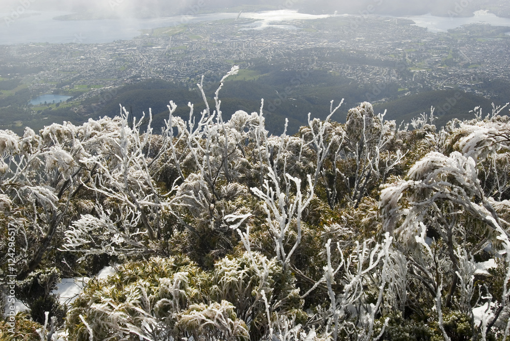 Fototapeta premium hoar frost plants