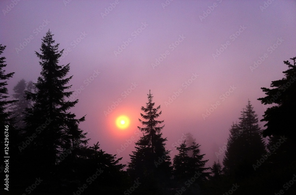 nebbia sole foresta nebbia sole foresta