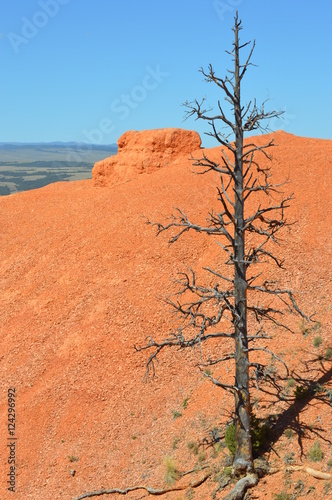 Spooky dead tree in Bryce Canyon National park, Utah-USA photo