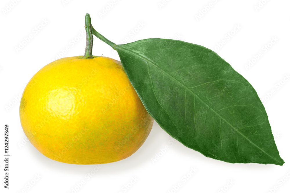 One full fruit of yellow tangerine with green leaf