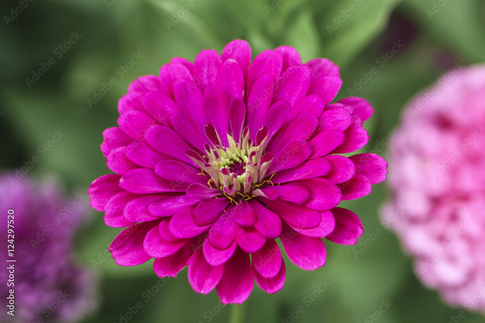 Image of a Vibrant Pink Zinnia
Image of a Vibrant Pink Zinnia