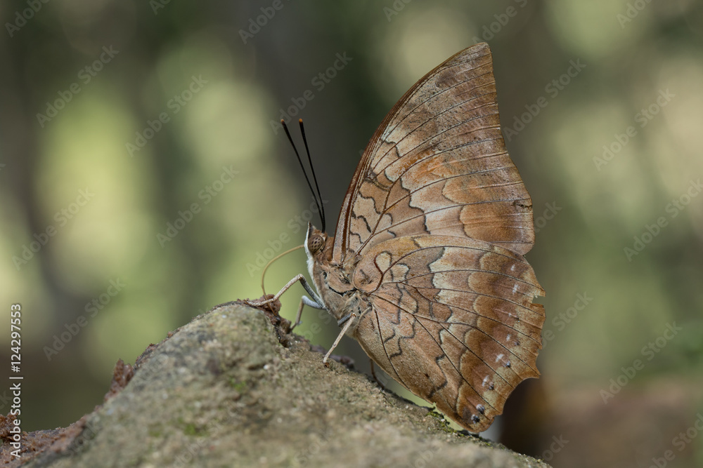 Obraz premium Butterfly in Thailand and Southeast Asia. 