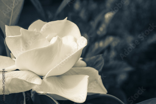 Image of a White Gardenia
