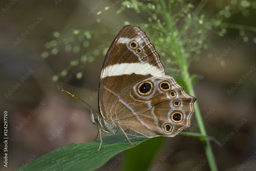 Naklejka premium Butterfly in Thailand and Southeast Asia. 