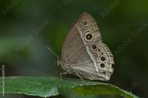  Butterfly in Thailand and Southeast Asia. 