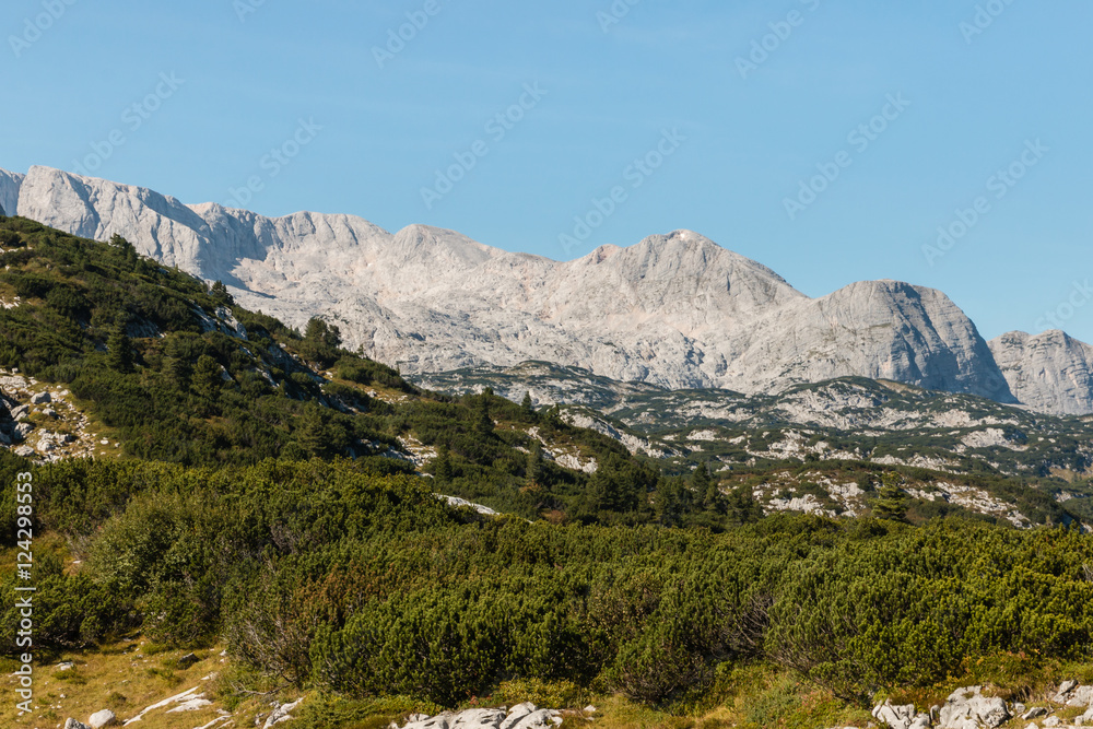 Dachstein massif in Austrian Alps with dwarf mountain pine shrubs