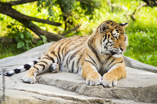 Tiger Resting 4